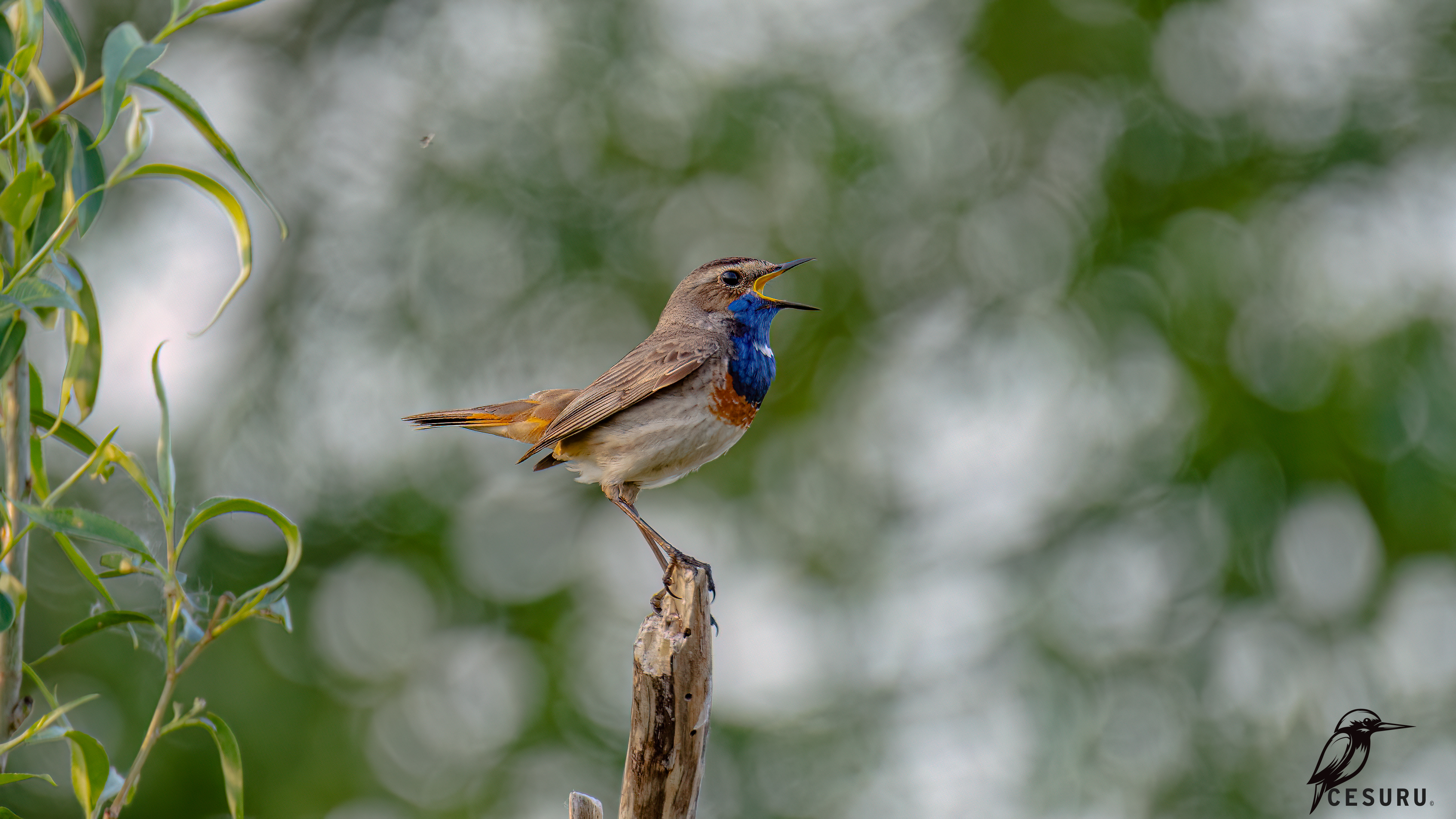 Bluethroat
